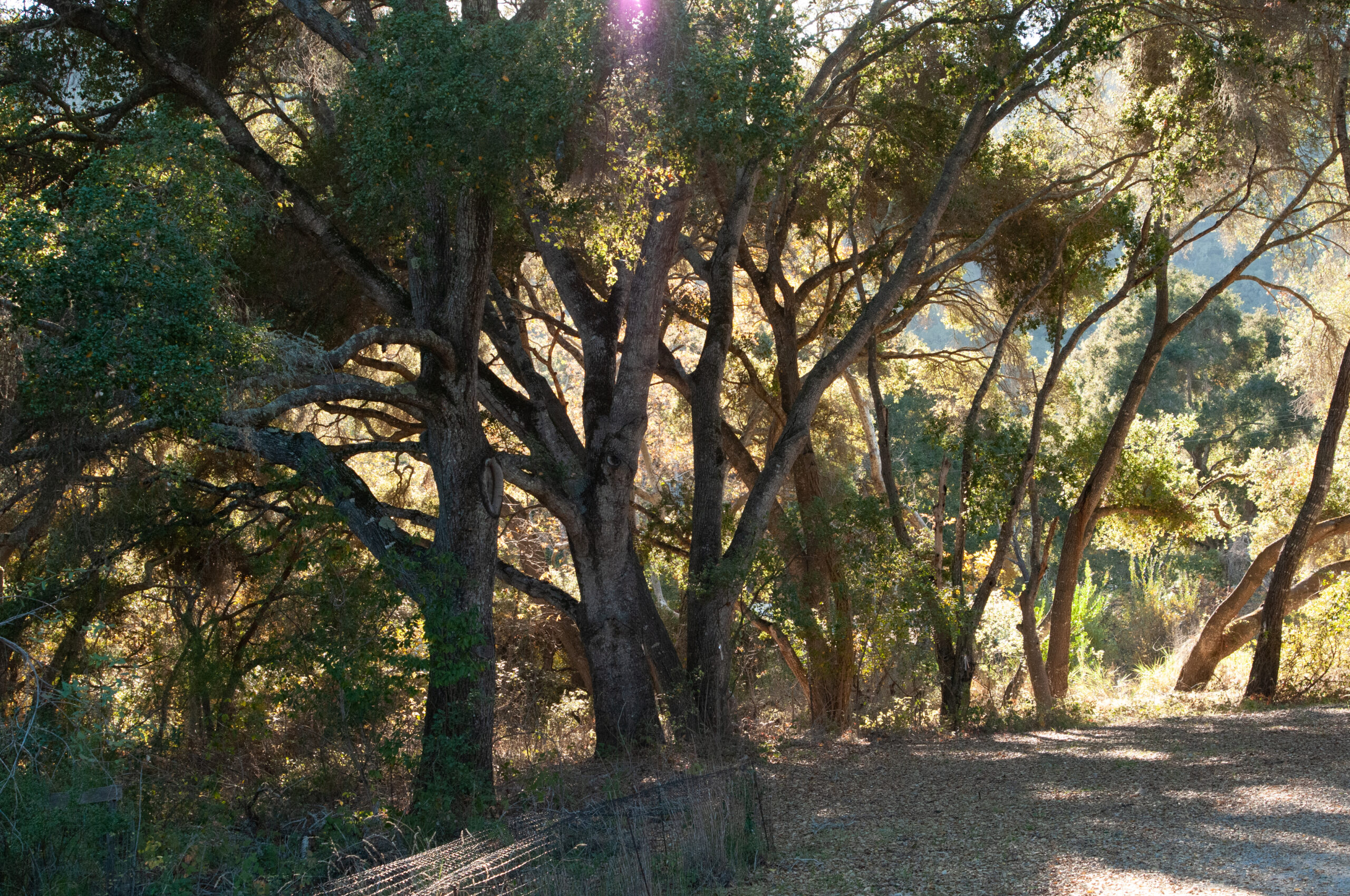 Nature in San Luis Obispo