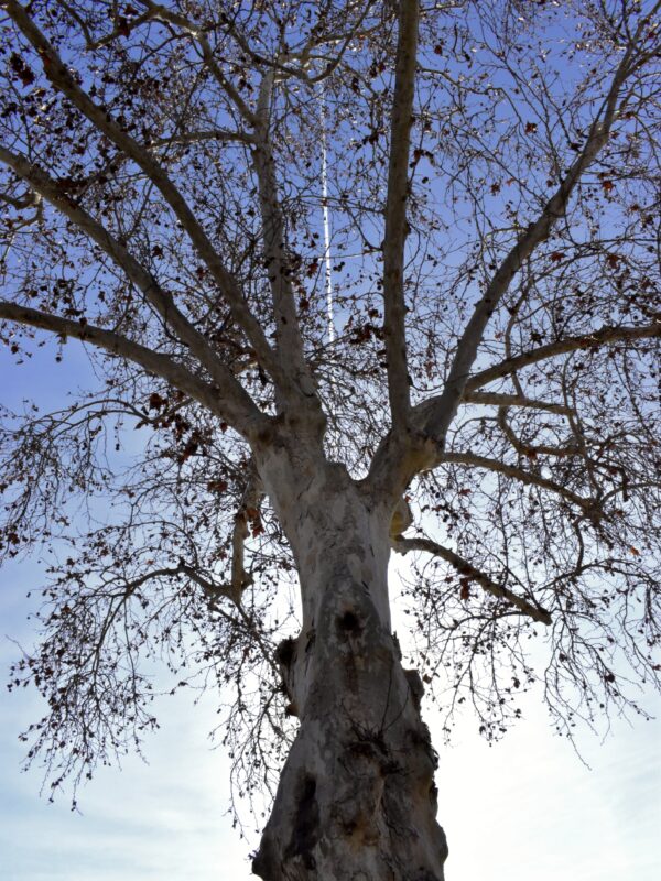 Looking up at the tree, while a plane leaves its flight path in the sky