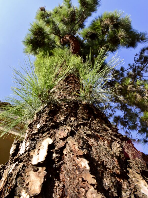 The View when hanging by a tree and looking at how much it has grown.