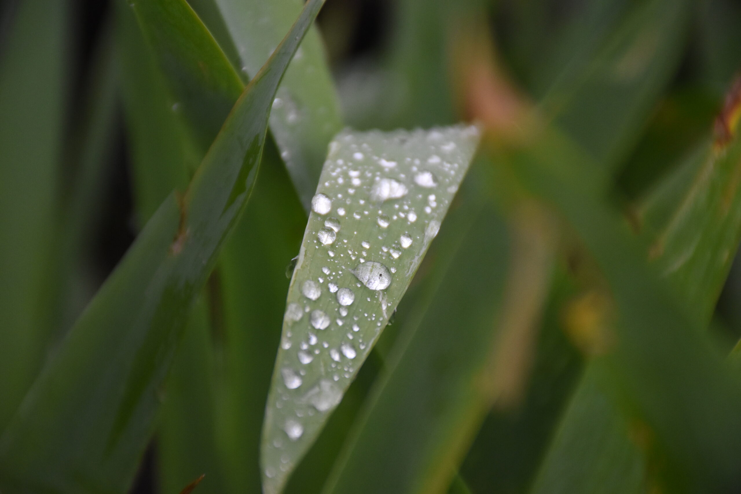 leafdrop