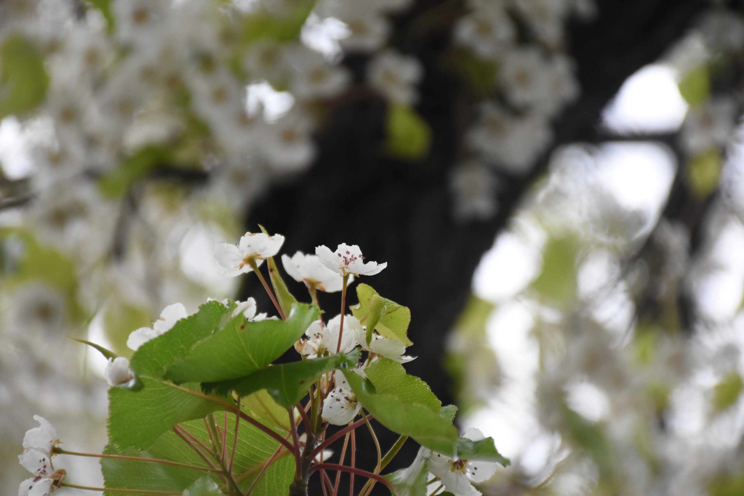 white flower