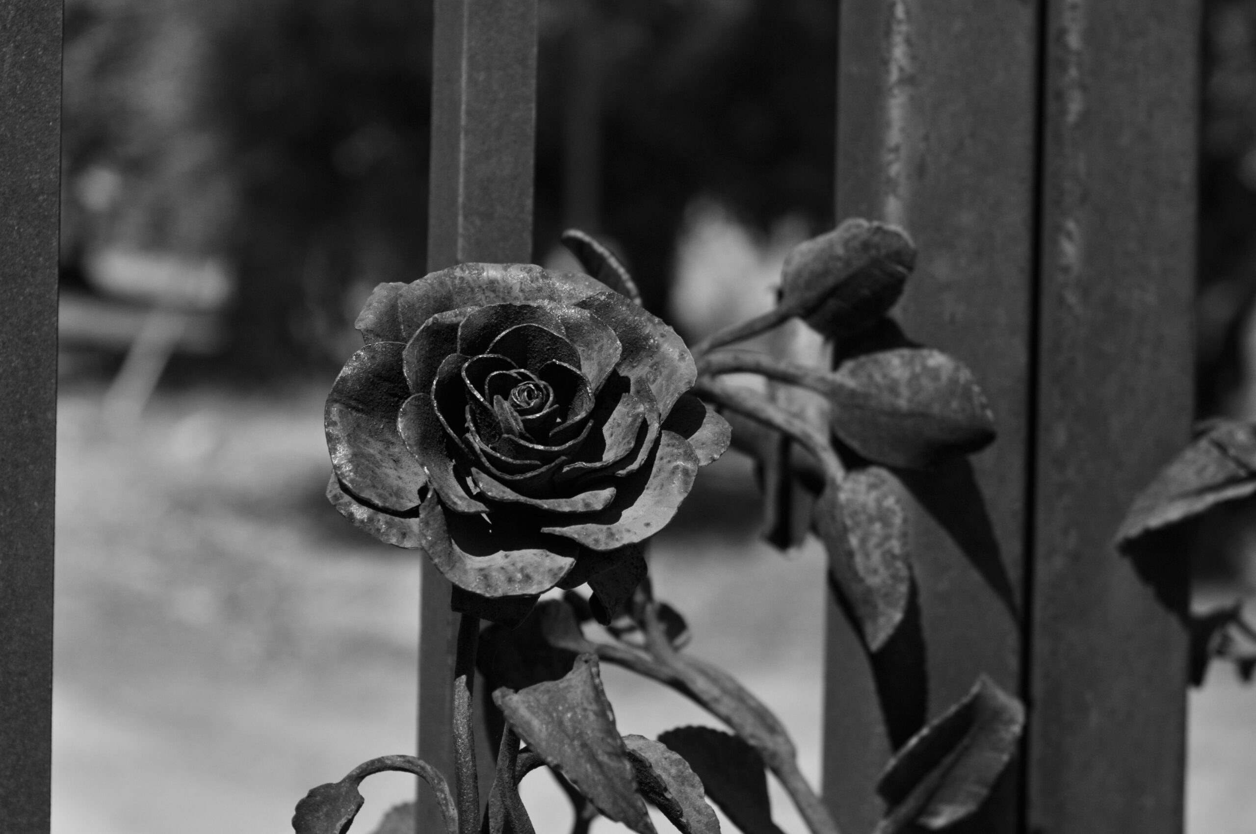 black and white rose by Emily