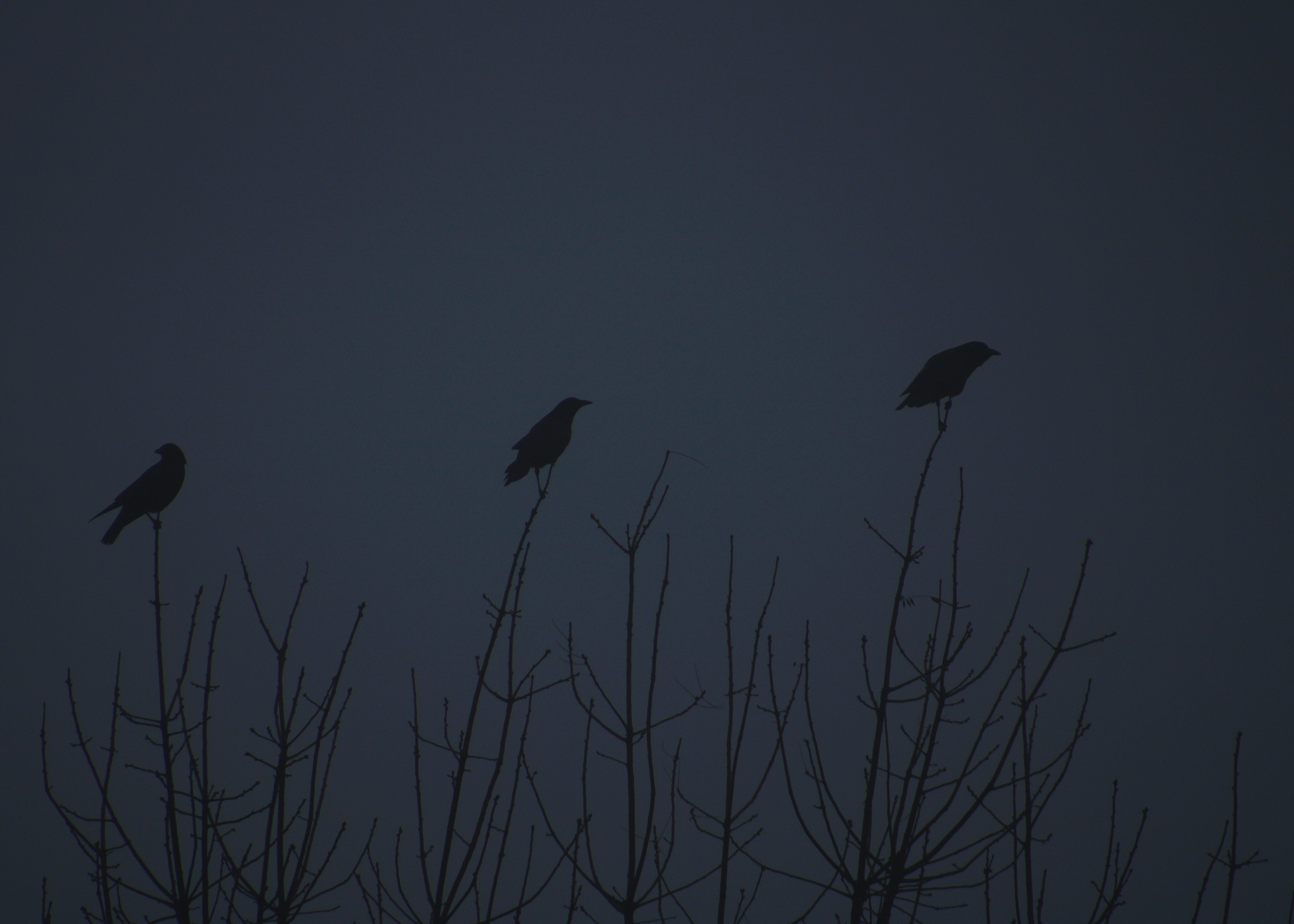 three crows bright