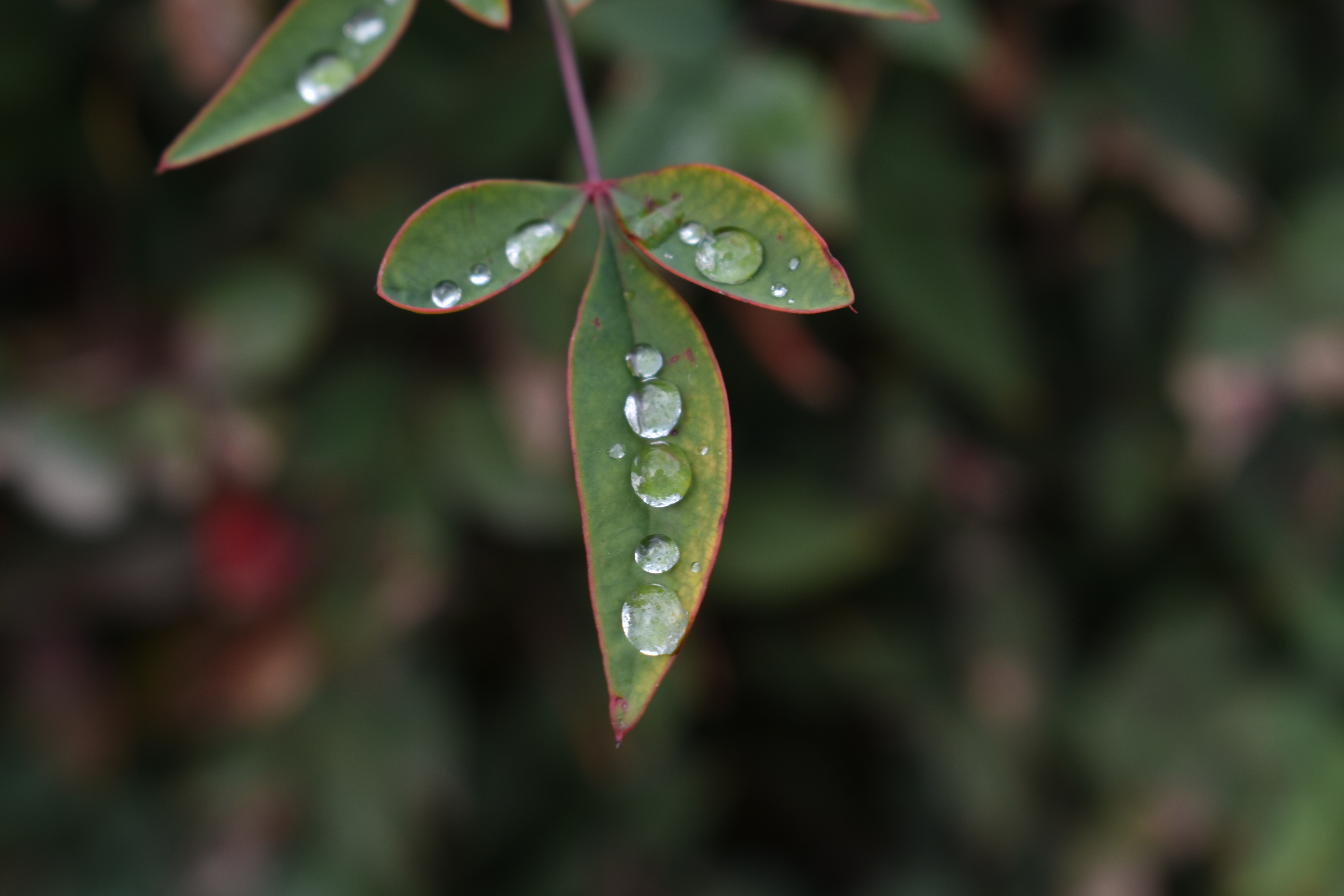 Water Drops