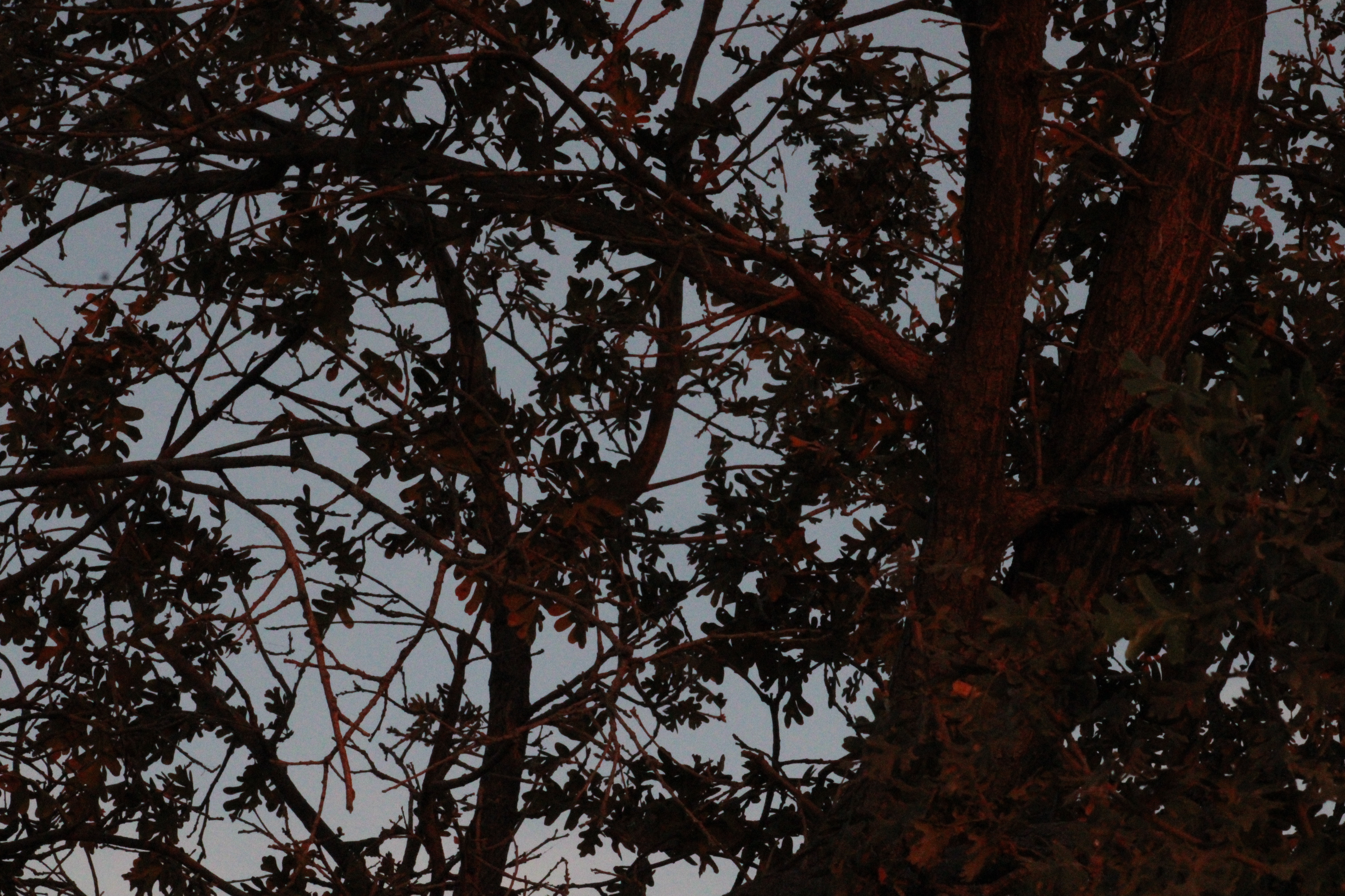 Looking Up, A tree at Kaweah