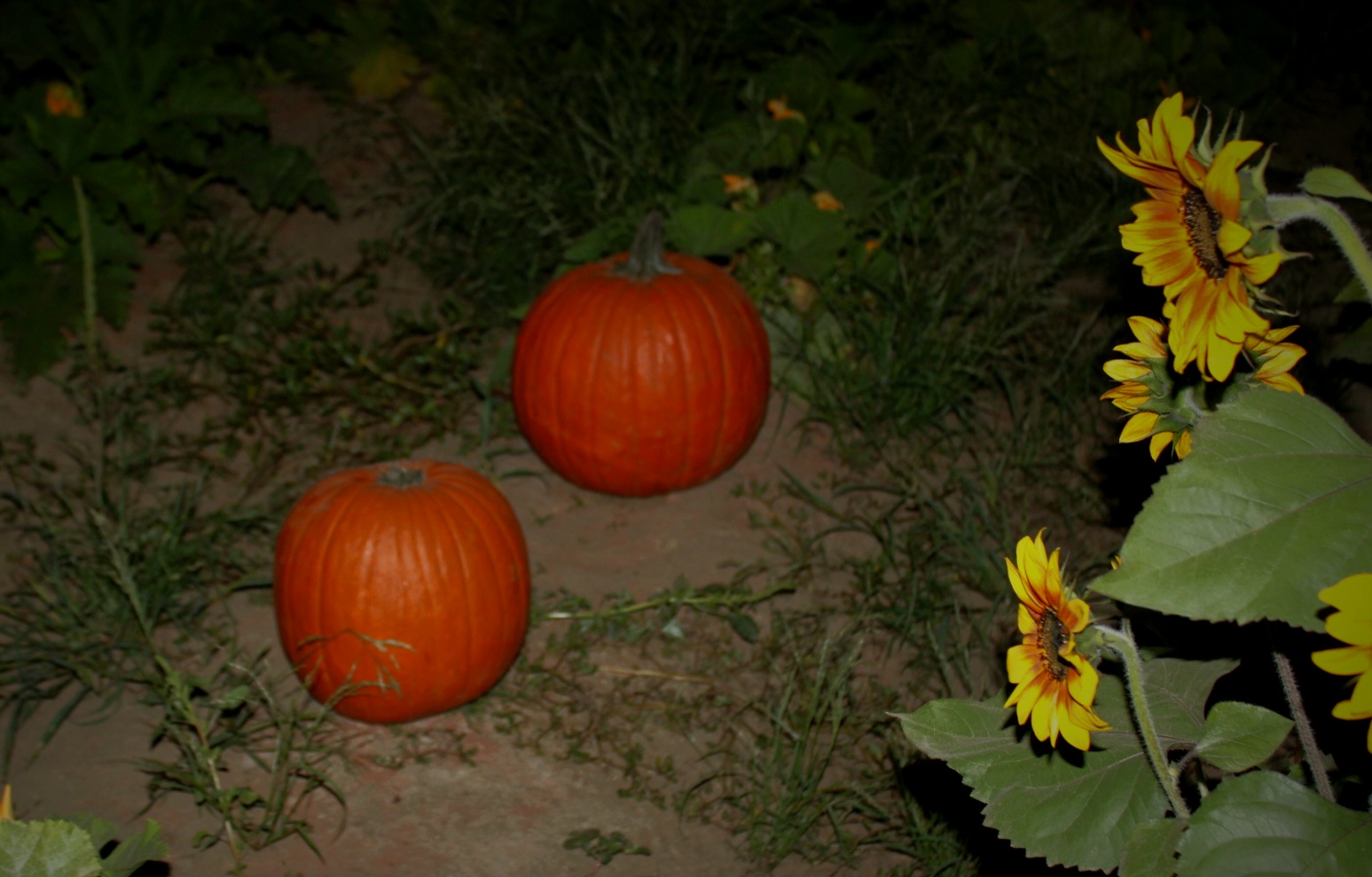 Pumpkin Sunflowers - Spooky Nostalgia