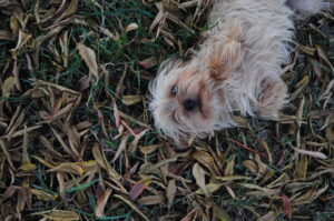 My crusty dog Lucy laying in leaves