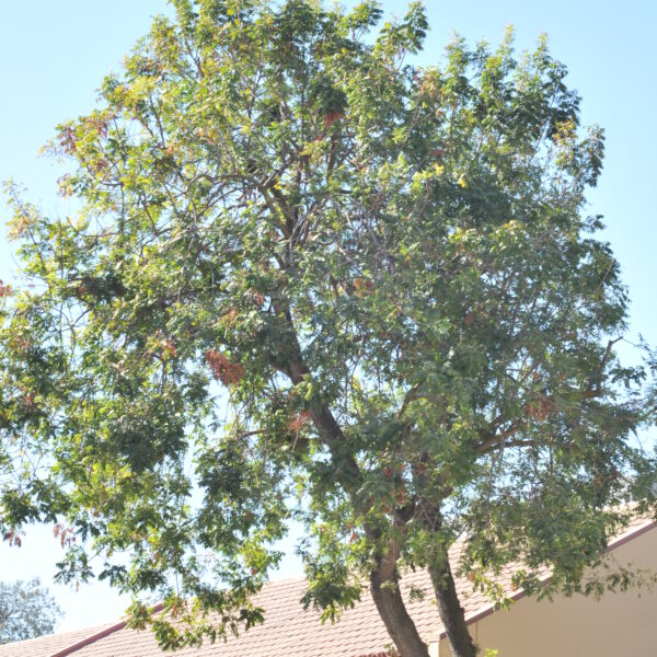 Second Stage of the Tree