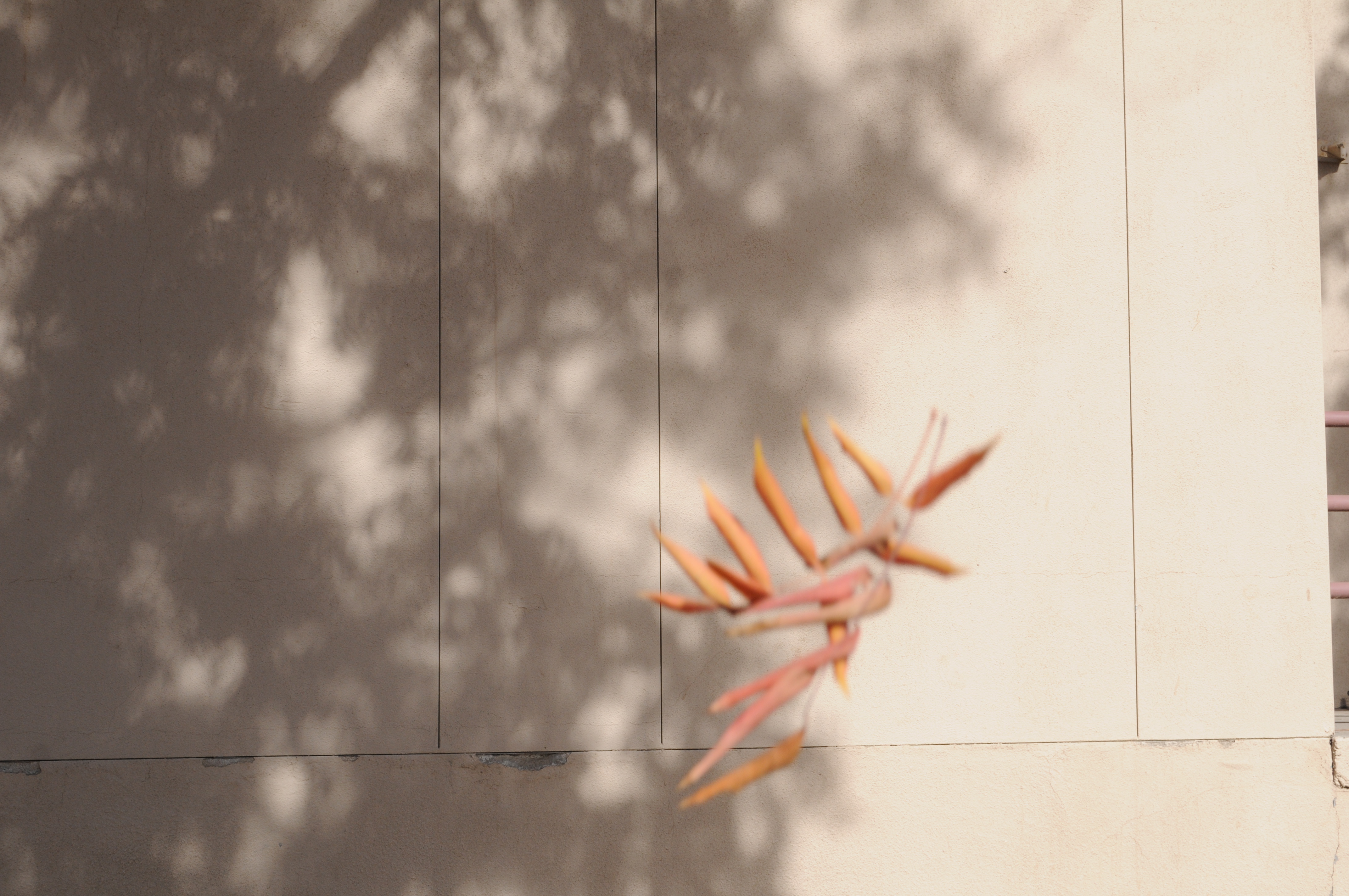 Photo of a leaf falling behind a shadow of a tree