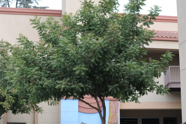 Tree begins in its green stage before changes