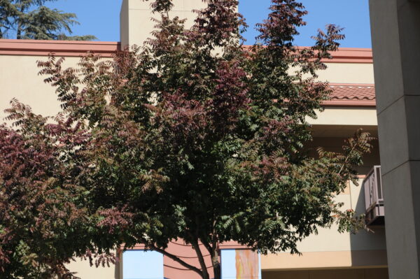 Tree begins to show signs of change, red color