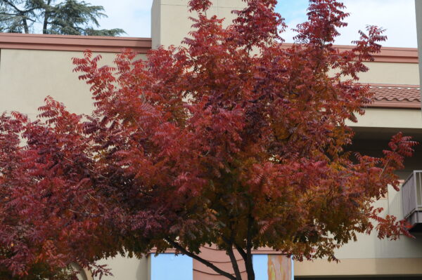 Tree is now fully red. winter has taken its effect