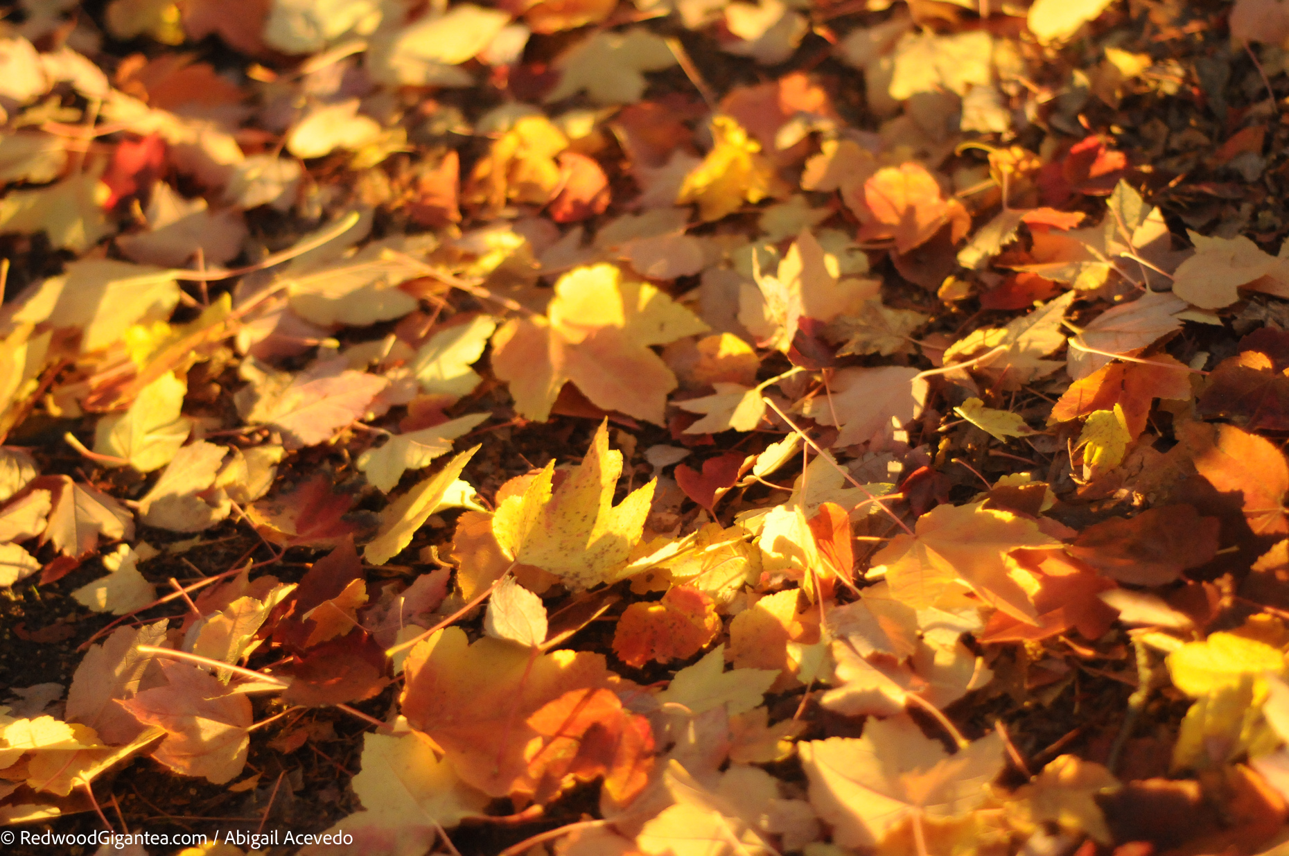 Fall Leaves