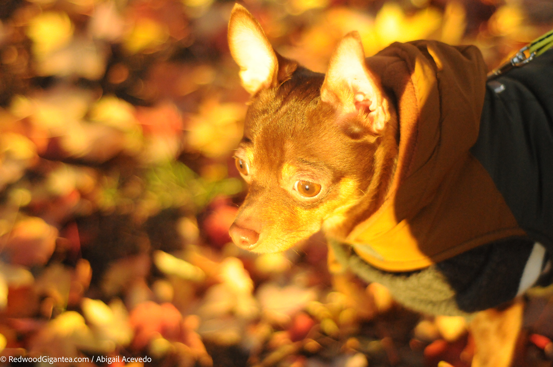 Remi in Leaves