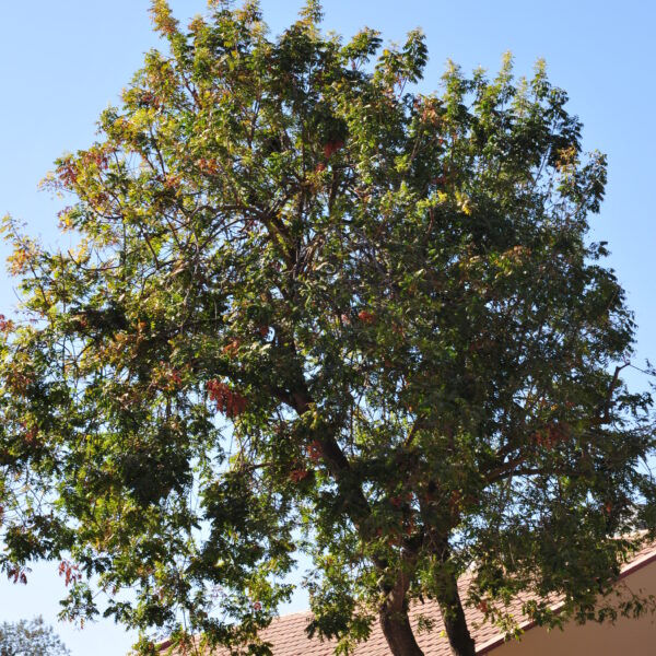 First Stage of the Tree