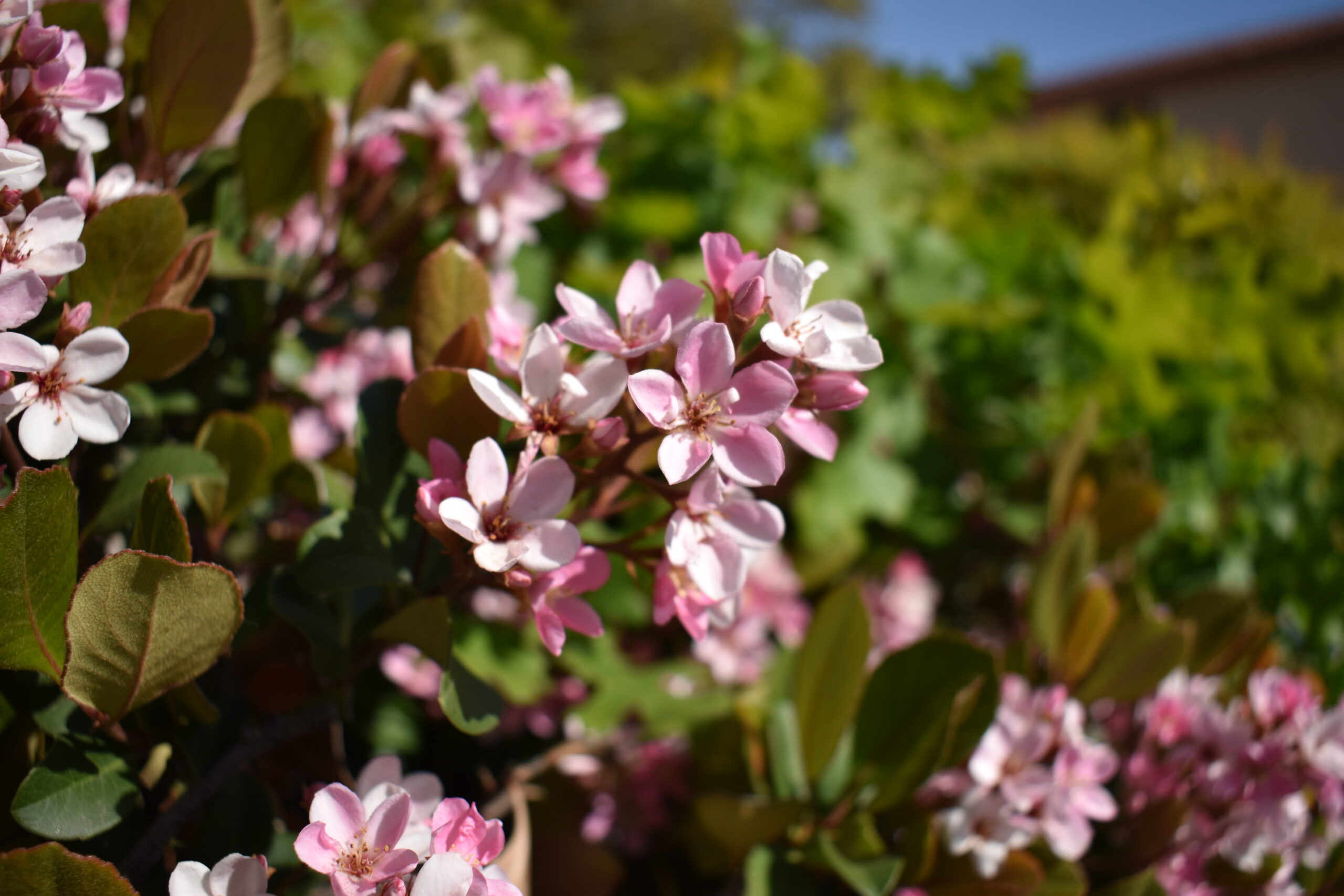 DSC_0377 DSC_0377
