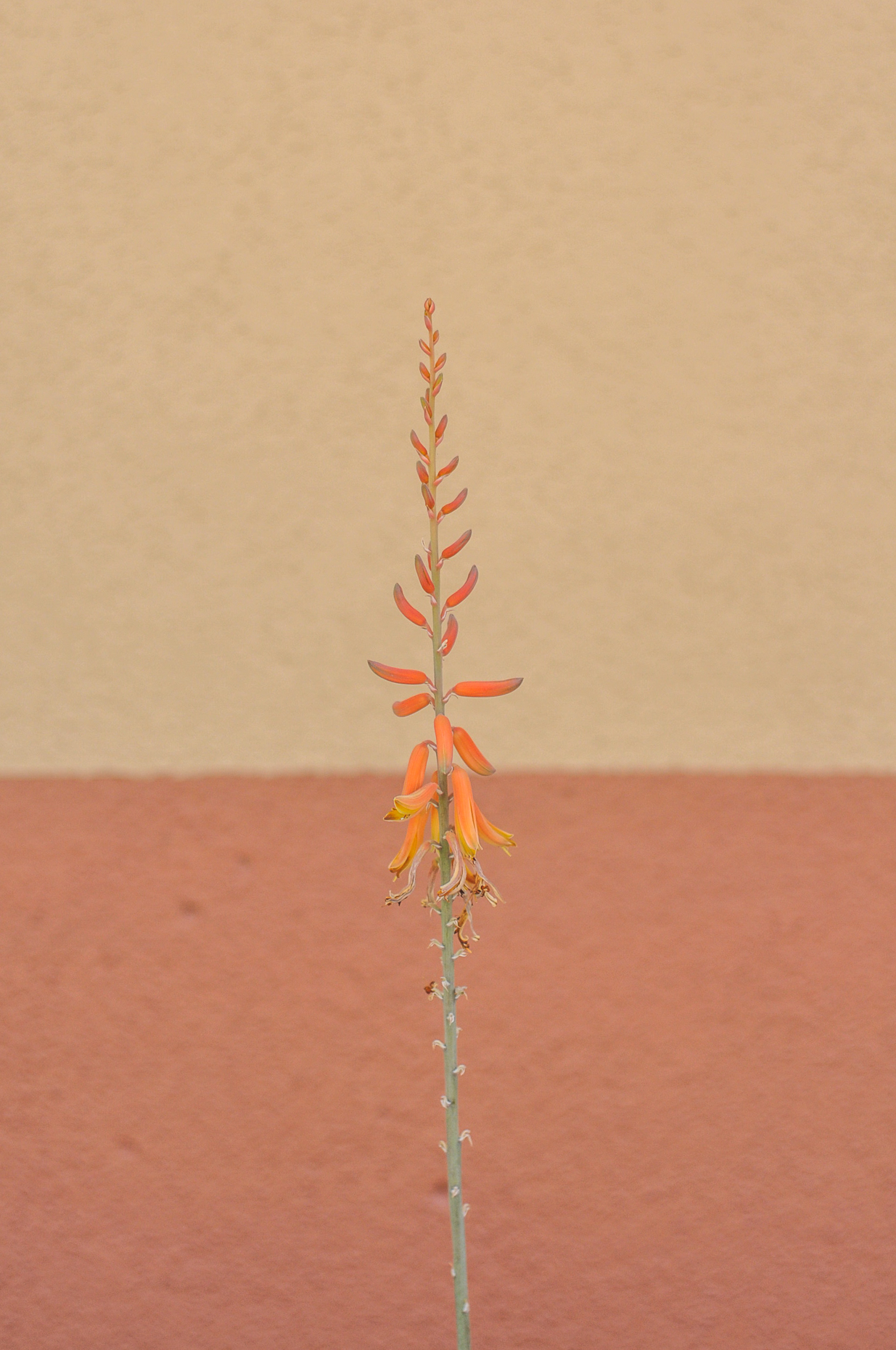 In Rainbows (Orange)-2 In Rainbows (Orange)-2