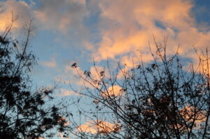 DSC_0828 DSC_0828